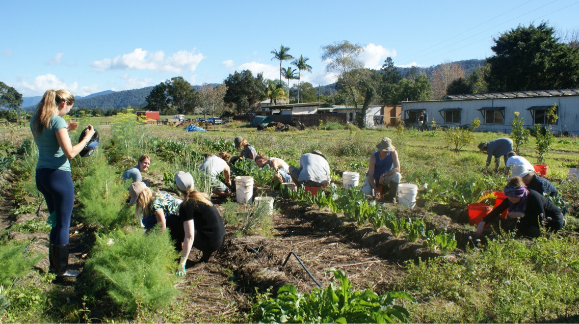  Seva day with the yoga teacher trainees 