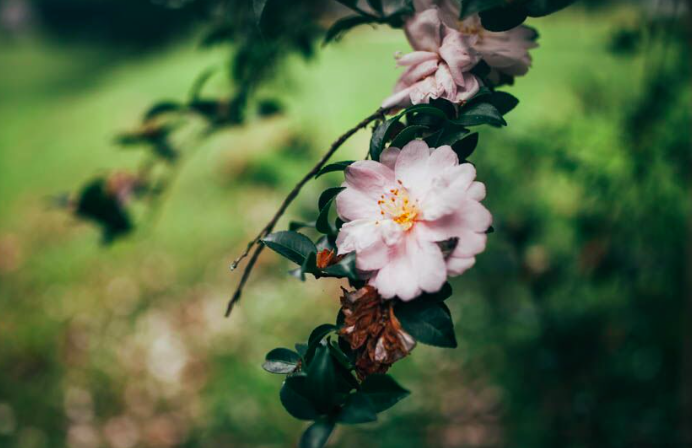  Camellias in full bloom - life goes on, more beautiful than ever... 