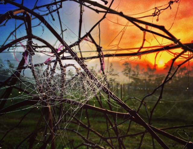  The web of life 