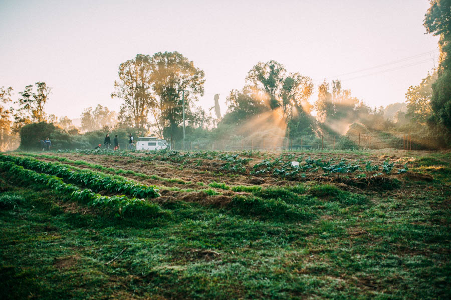  A morning in the fields 