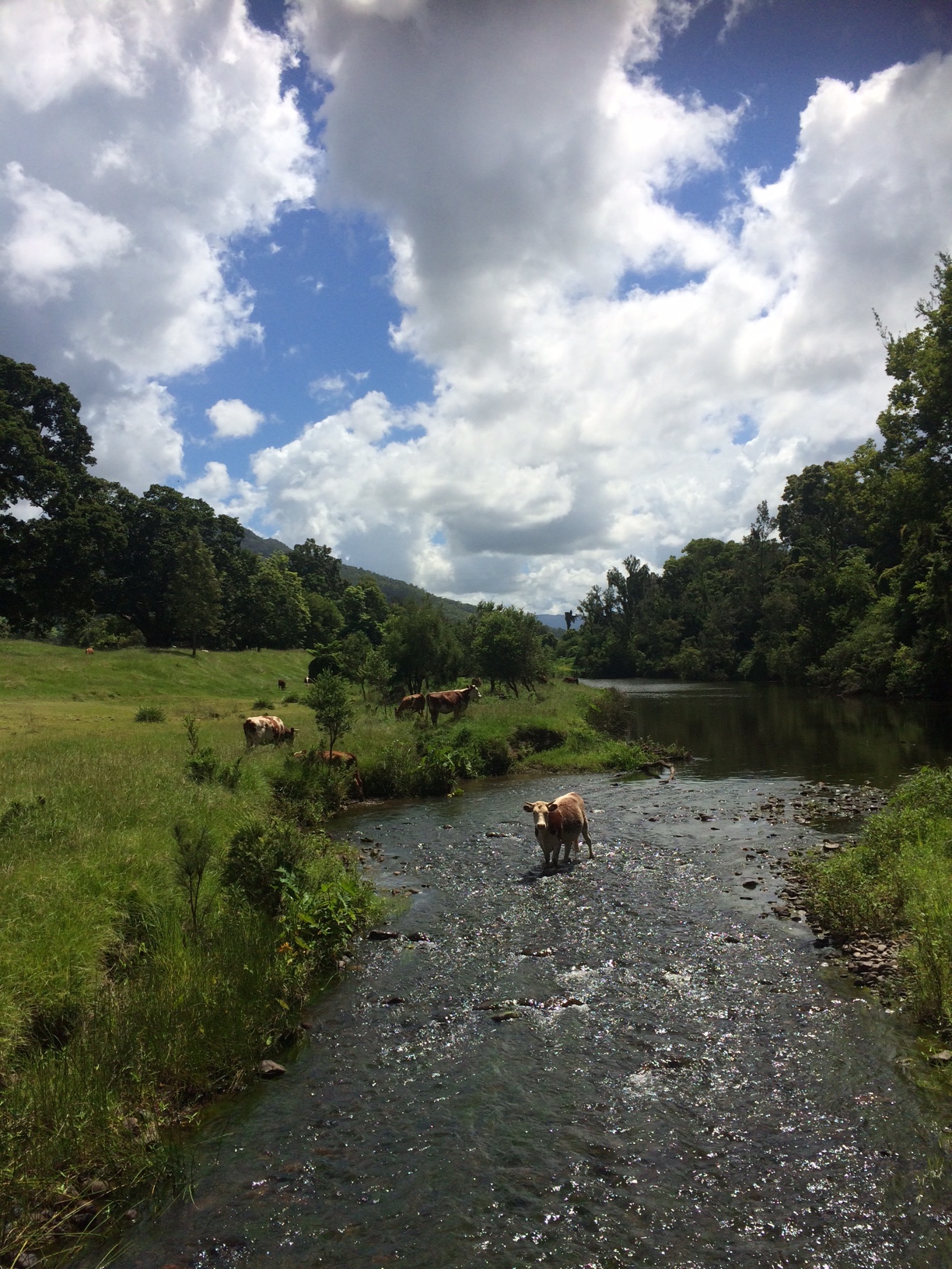  Quick dip in the creek with the cows. What a great way to de-stress. 