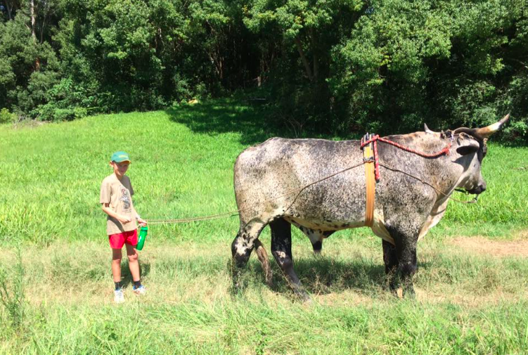  Kids love getting the chance to interact with the gentle giants, for example during bullock training 