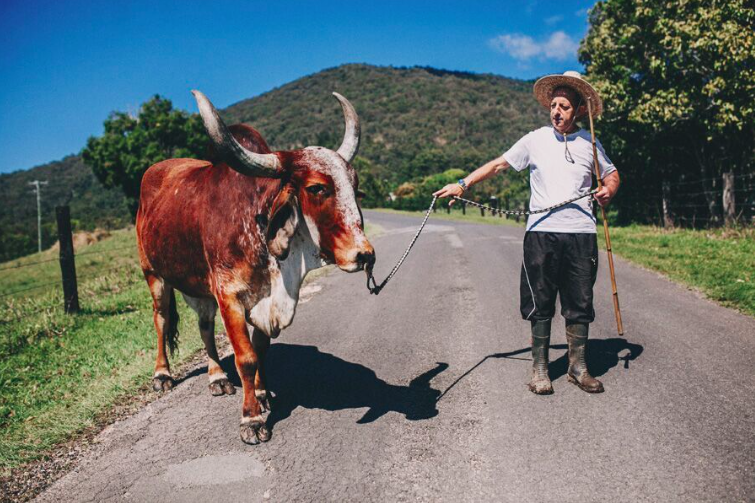  Meet Krishna Kirtan - he is taking one of the beautiful Gir bullocks for a walk and will later train him to walk in front of a cart or plough 